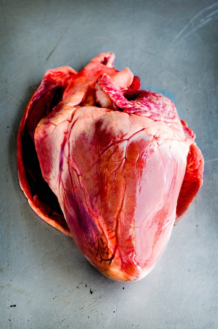 A whole fresh pig's heart on a metal surface