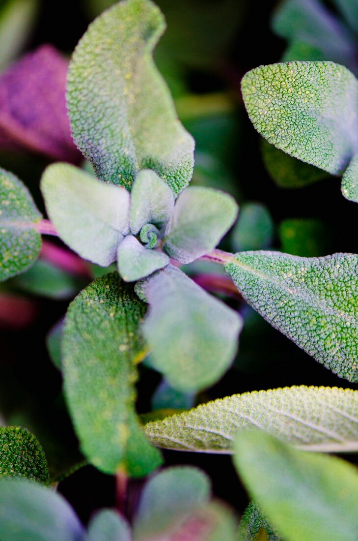 Fresh purple sage (close up)