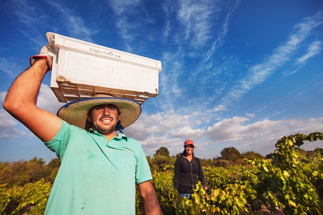 Weinarbeiter trägt eine Kiste mit Grenache-Trauben im Weinberg (Chile)