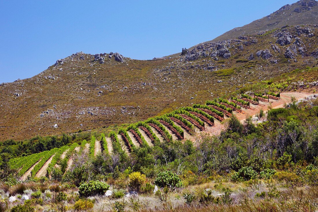 Pinot Noir Weinberg von Oak Valley Estate, Elgin, Western Cape, Südafrika