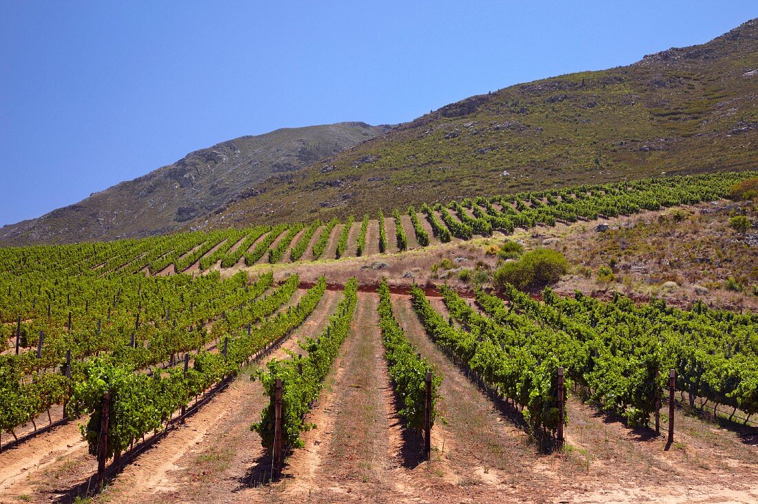 Merlot und Sauvignon Blanc Weinberge von Oak Valley Estate, Elgin, Western Cape, Südafrika