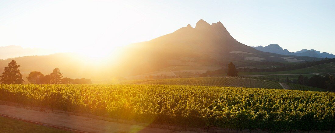 Sonnenaufgang über dem Simonsberg (Warwick Estate, Stellenbosch, Western Cape, Südafrika)