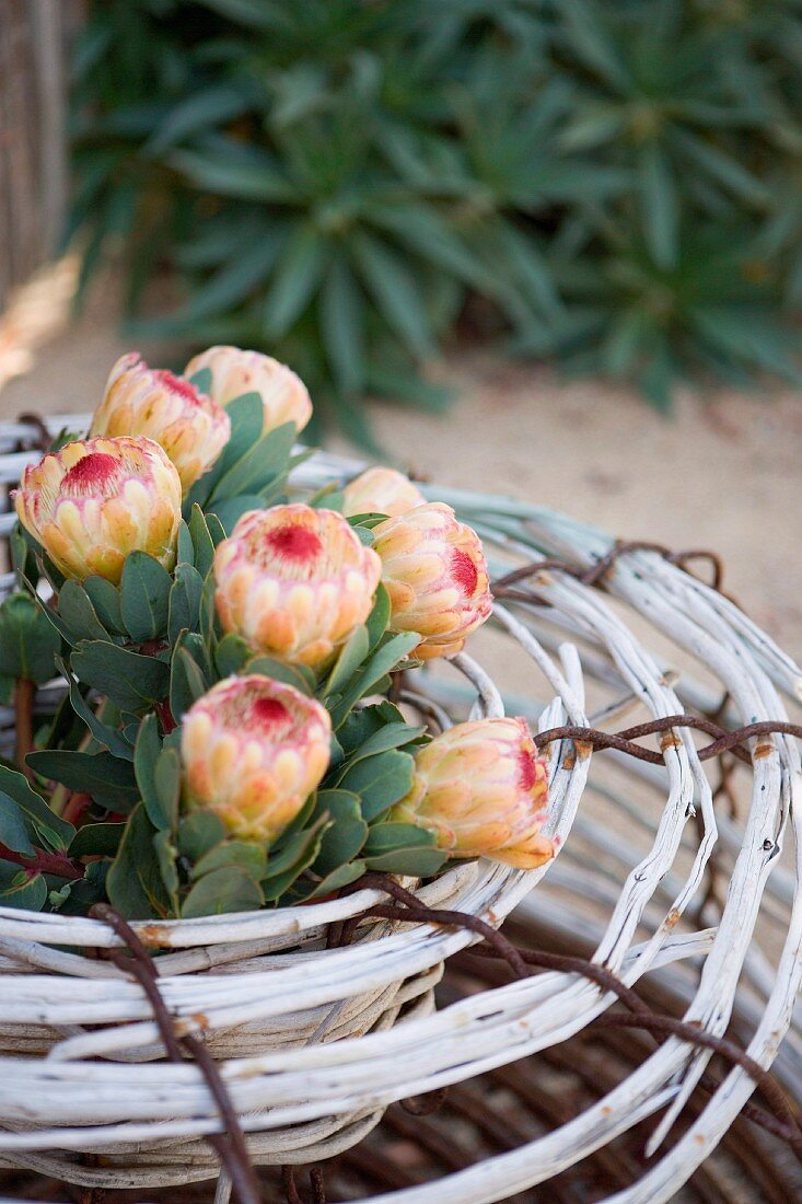 Tropical plant (Protea cynaroides) in wicker pot