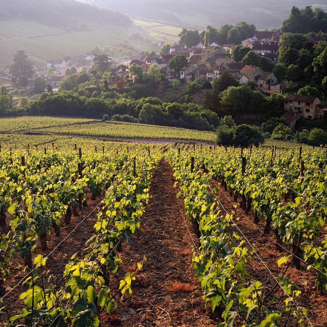 Chardonnay Weinberg auf dem Hügel von Corton, Côte d Or, Frankreich