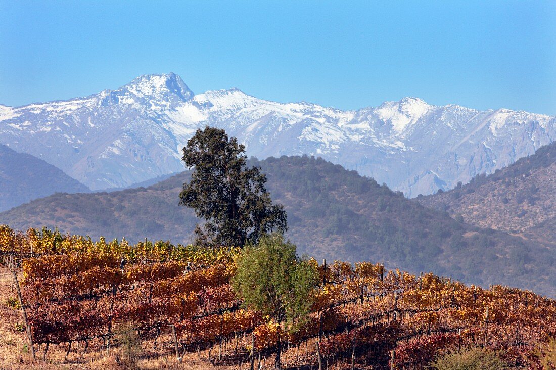 Herbstlicher Weinberg von Casa Silva mit Andenpanorama, Colchagua Valley, Chile