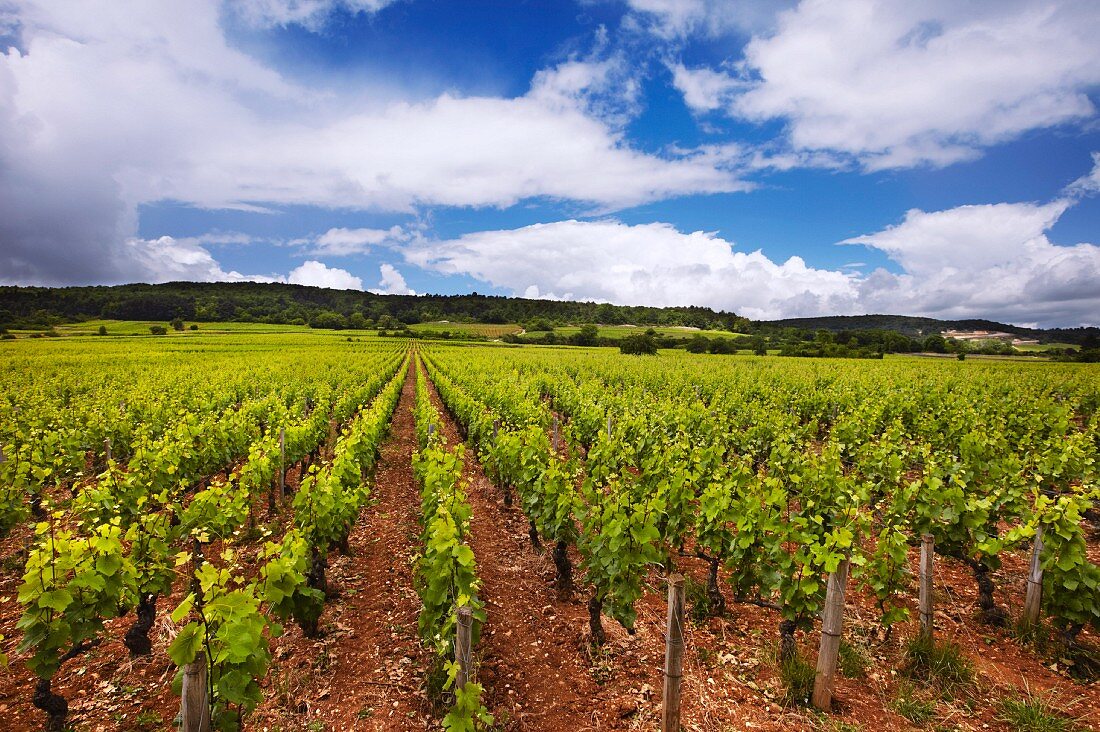 60-jährige Pinot Noir Rebstöcke im Weinberg der Domaine Sylvain Pataille, Marsannay-la-Côte, Côte d Or, Frankreich