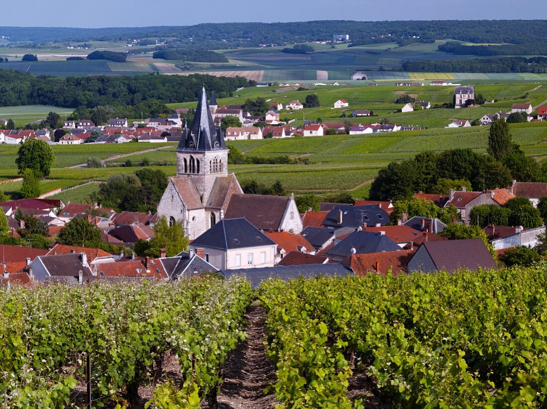 Pinot Meunier und Chardonnay Reben im Weinberg oberhalb Ville-Dommange, Marne, Frankreich