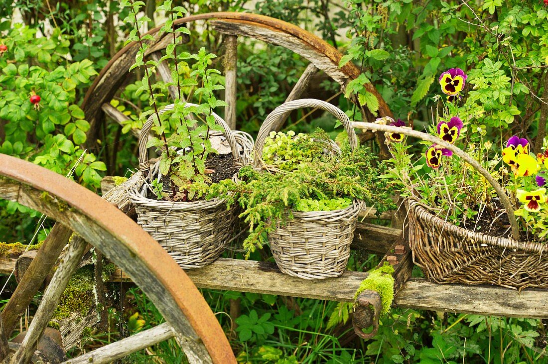 Herbs and flowers in baskets on an old wagon