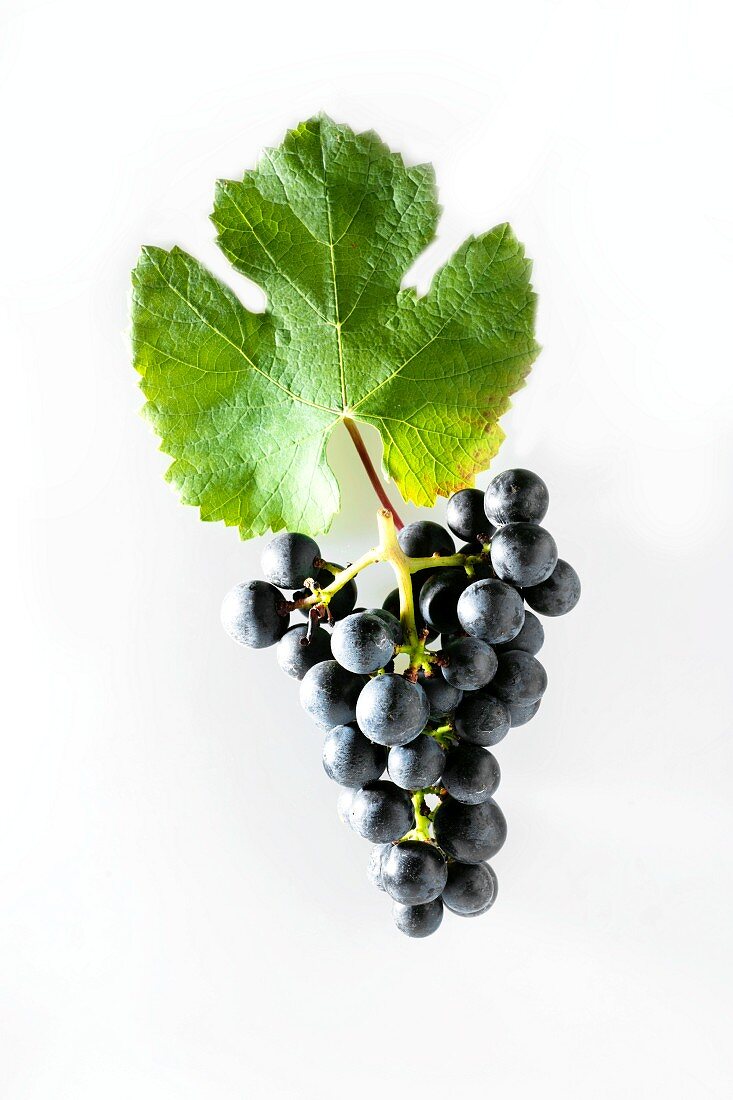 Rondo grapes with a vine leaf
