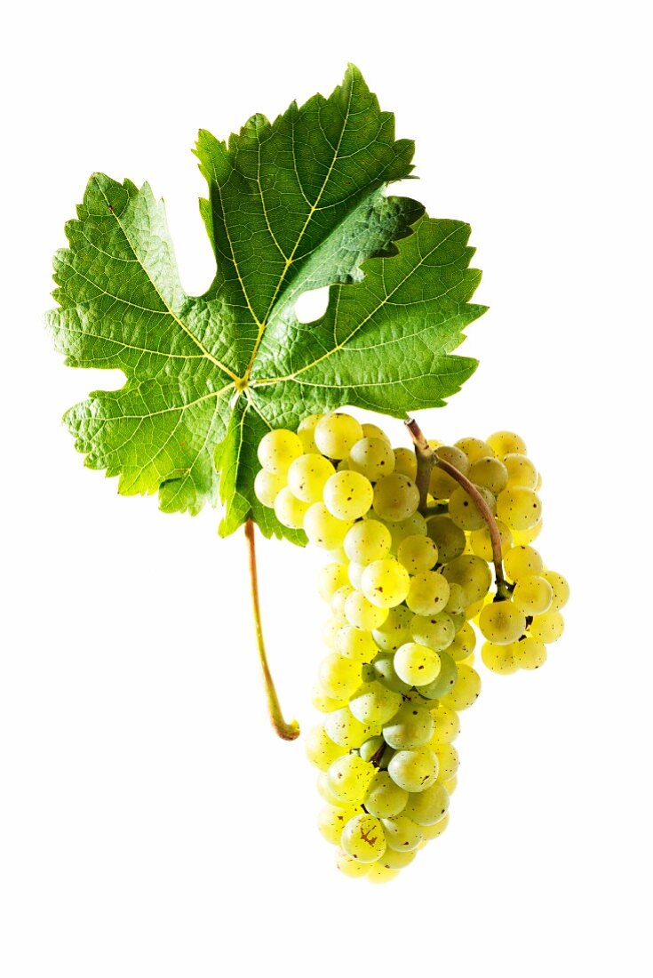 Johanniter grapes with a vine leaf