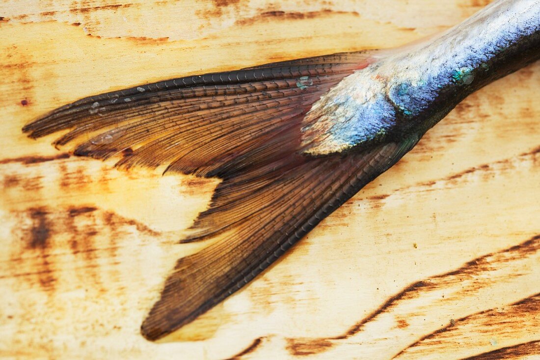 A fish tail on a wooden surface