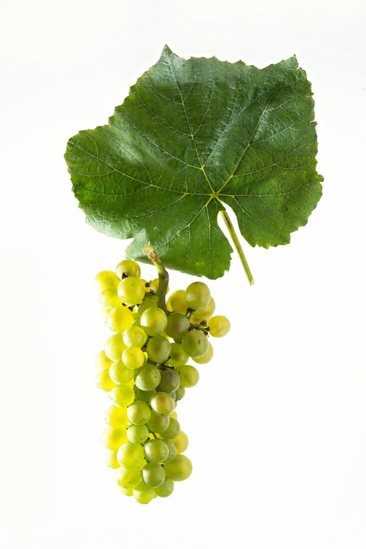 Pinot blanc grapes with a vine leaf