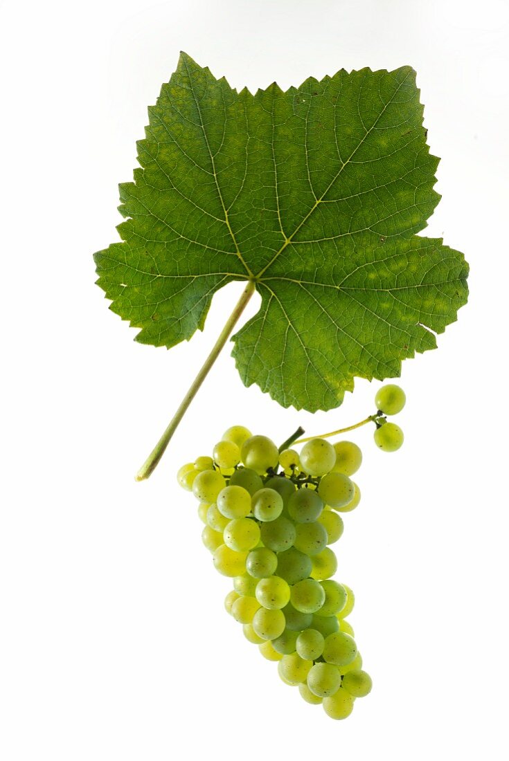 Sauvignon blanc grapes with a vine leaf