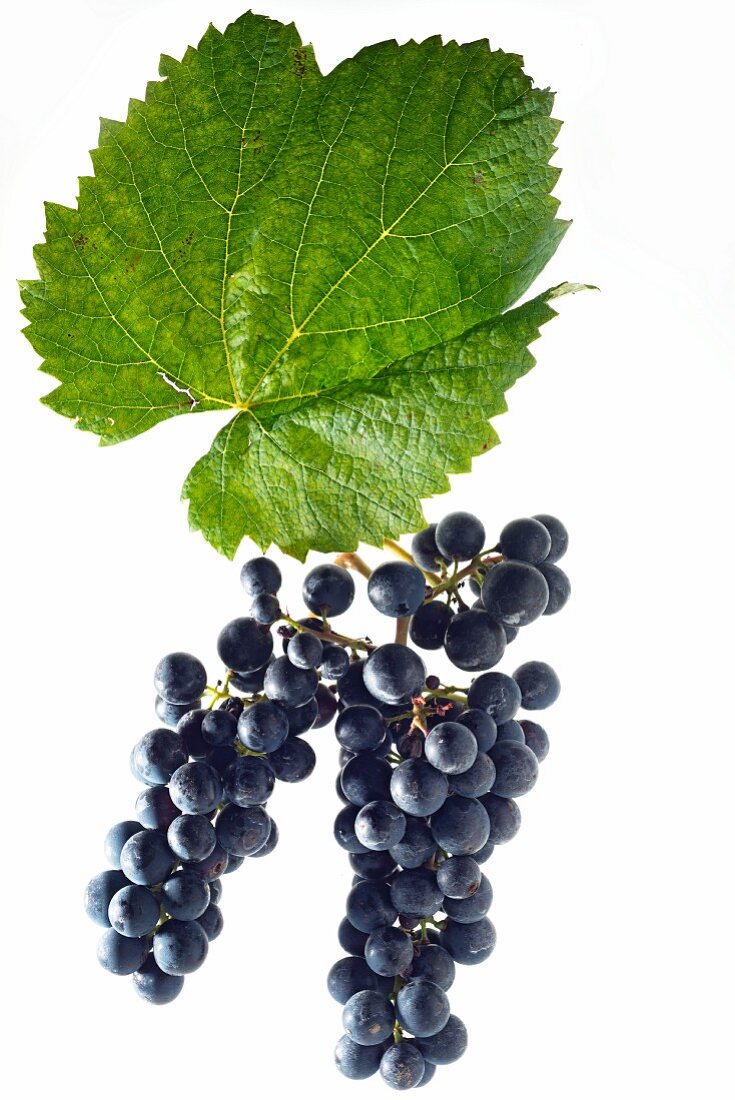 Malbec grapes with a vine leaf