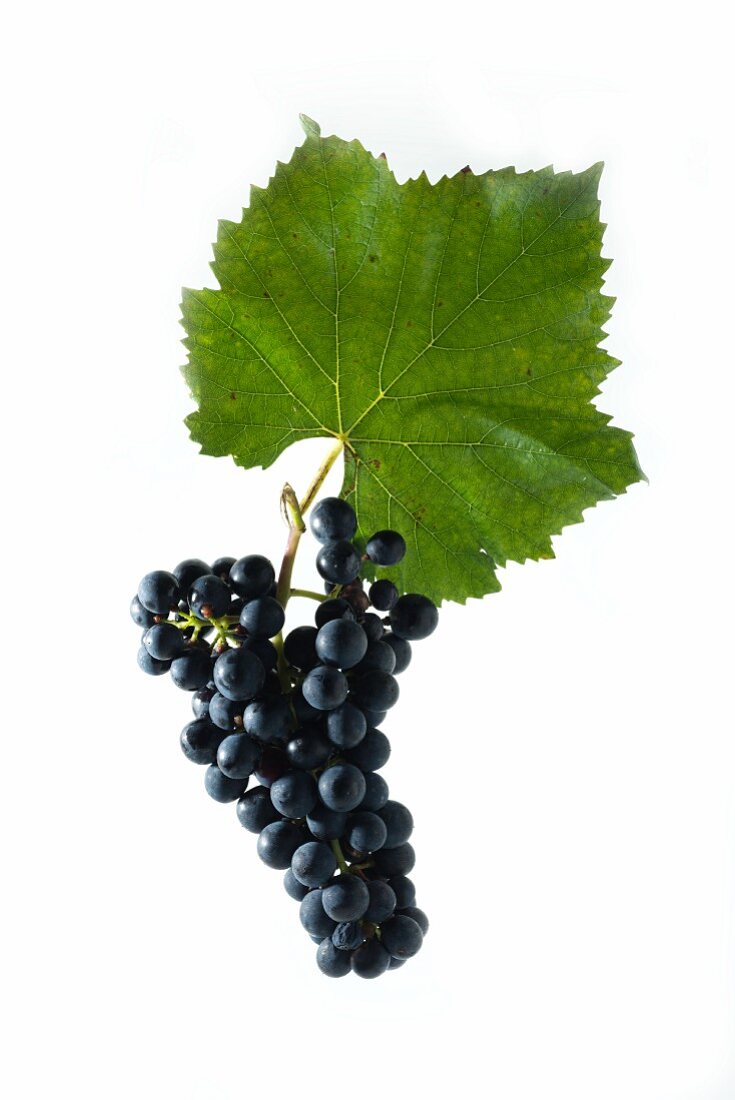 Diolinoir grapes with a vine leaf