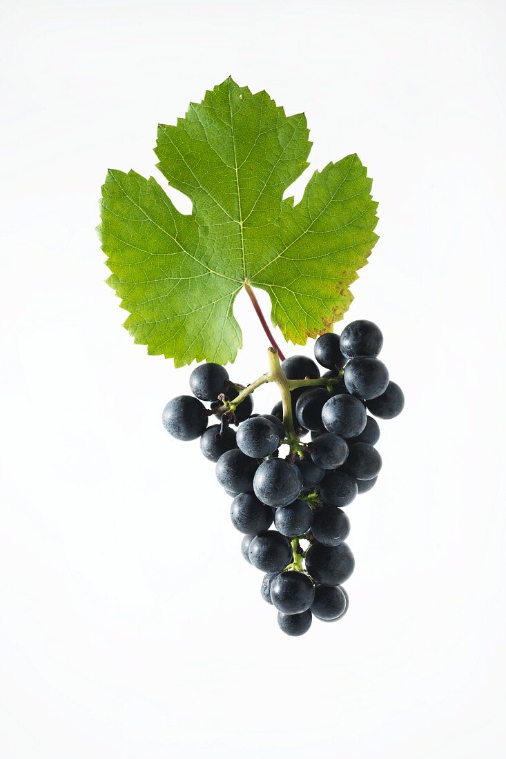 Rondo grapes with a vine leaf