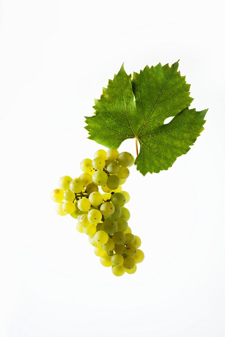 Bacchus grapes with a vine leaf