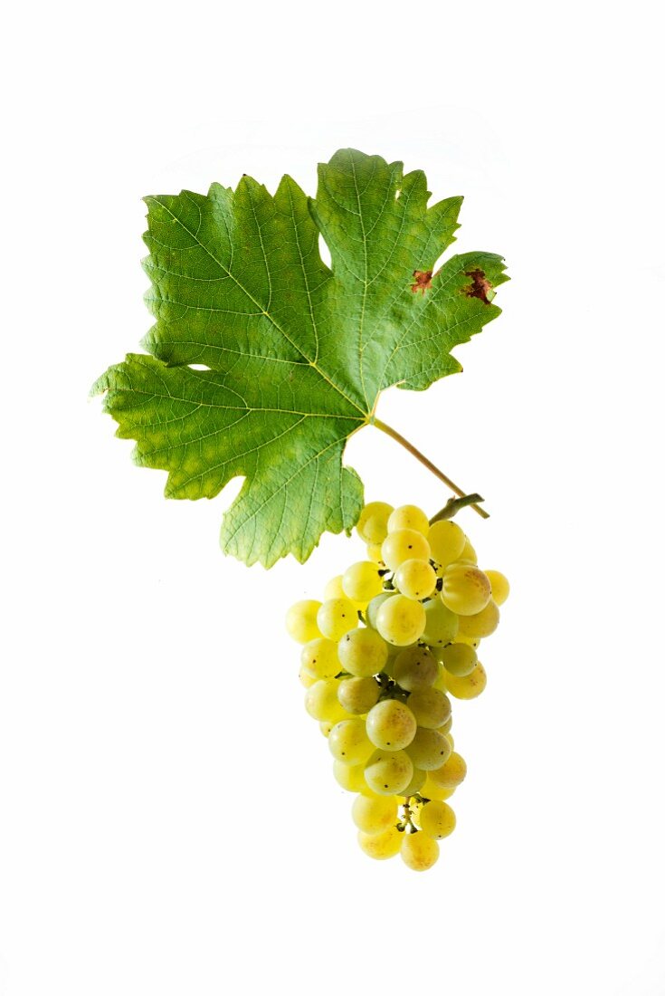 Doral grapes with a vine leaf