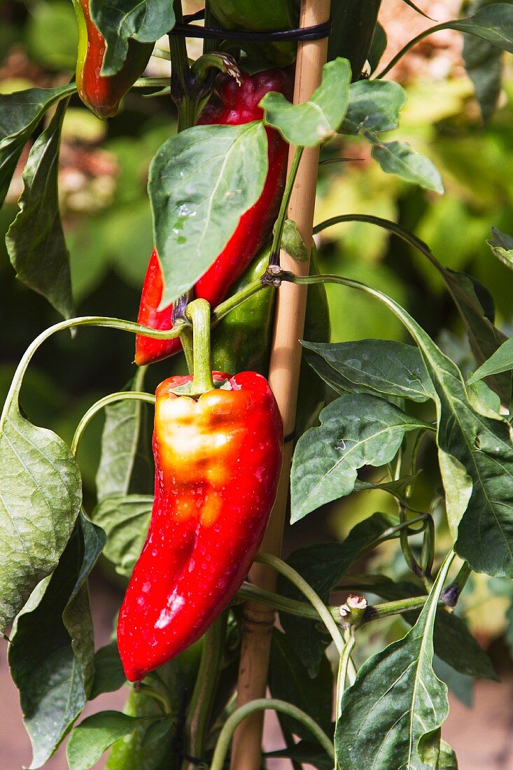 A red pointed pepper on the plant