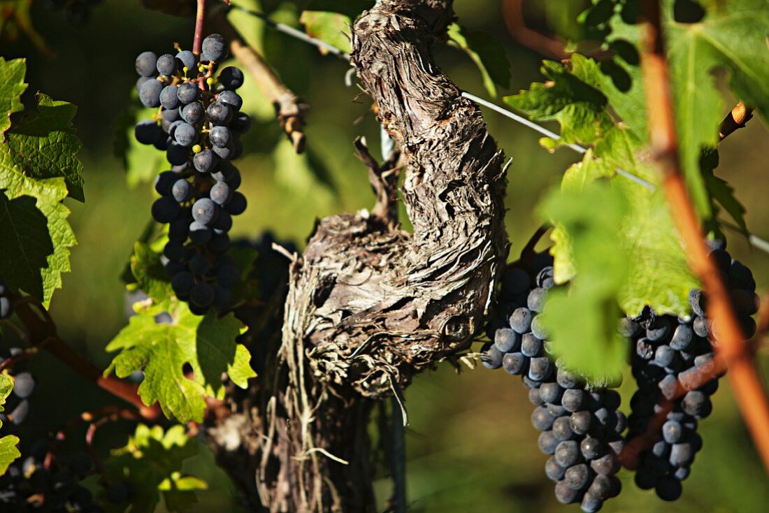 Blaufränkisch grapes (Südburgenland, Austria)