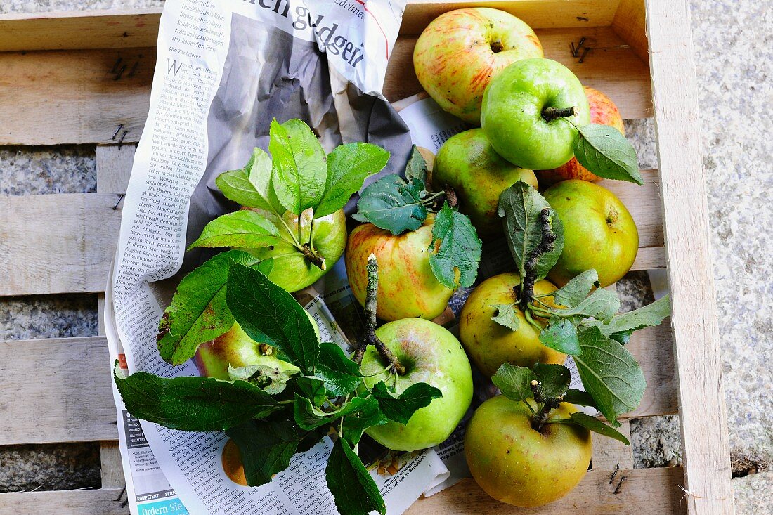 Freshly picked apples with leaves in a wooden crate