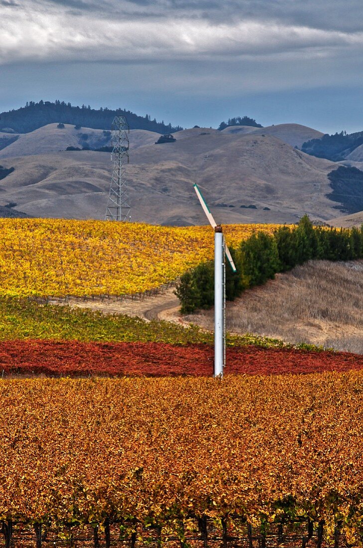 Windrad zwischen herbstlichen Weinbergen, Kalifornien, USA