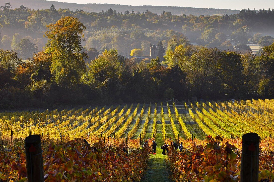 Herbstlicher Weinberg mit Menschen bei der Weinlese
