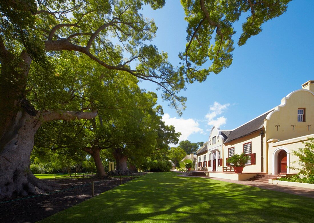 Vergelegen Manor House mit den 300 Jahre alten Kampferbäumen (Somerset West, Western Cape, Südafrika)