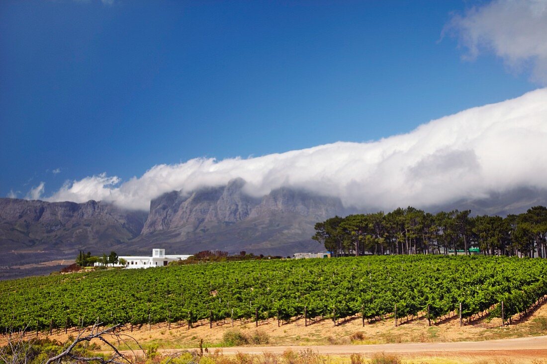 Vergelegen Weingut und Weinberg vor den Hottentotten Holland Bergen (Somerset West, Western Cape, Südafrika)