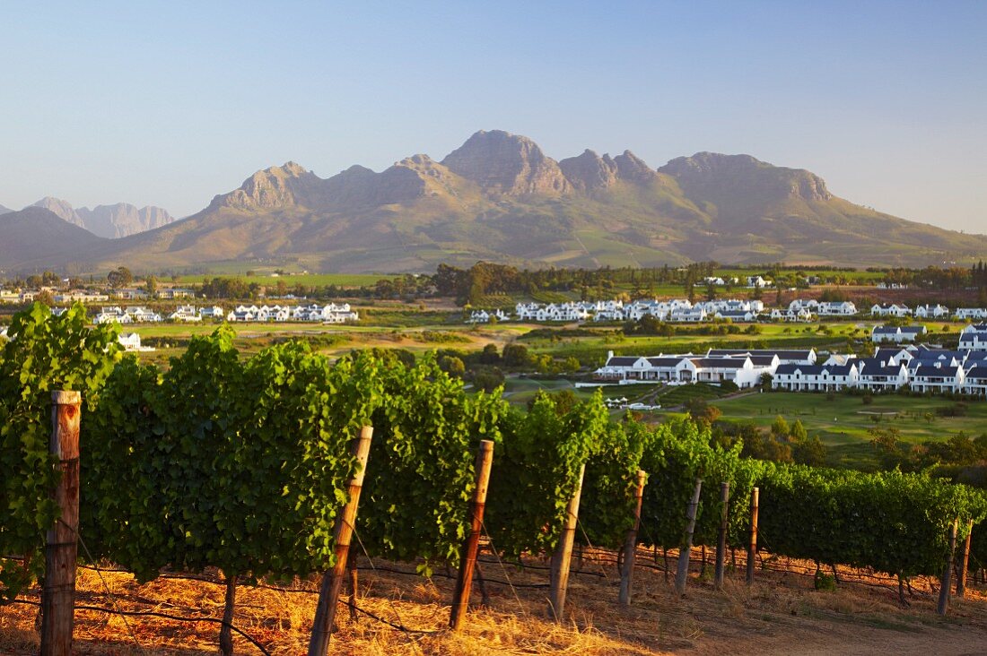 Weingut und Golfplatz von Kleine Zalze vor dem Helderberg (Stellenbosch, Western Cape, Südafrika)