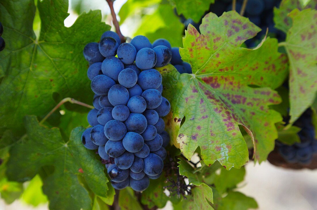 Pinotage-Trauben im Weinberg von Scali (Paarl, Western Cape, Südafrika)