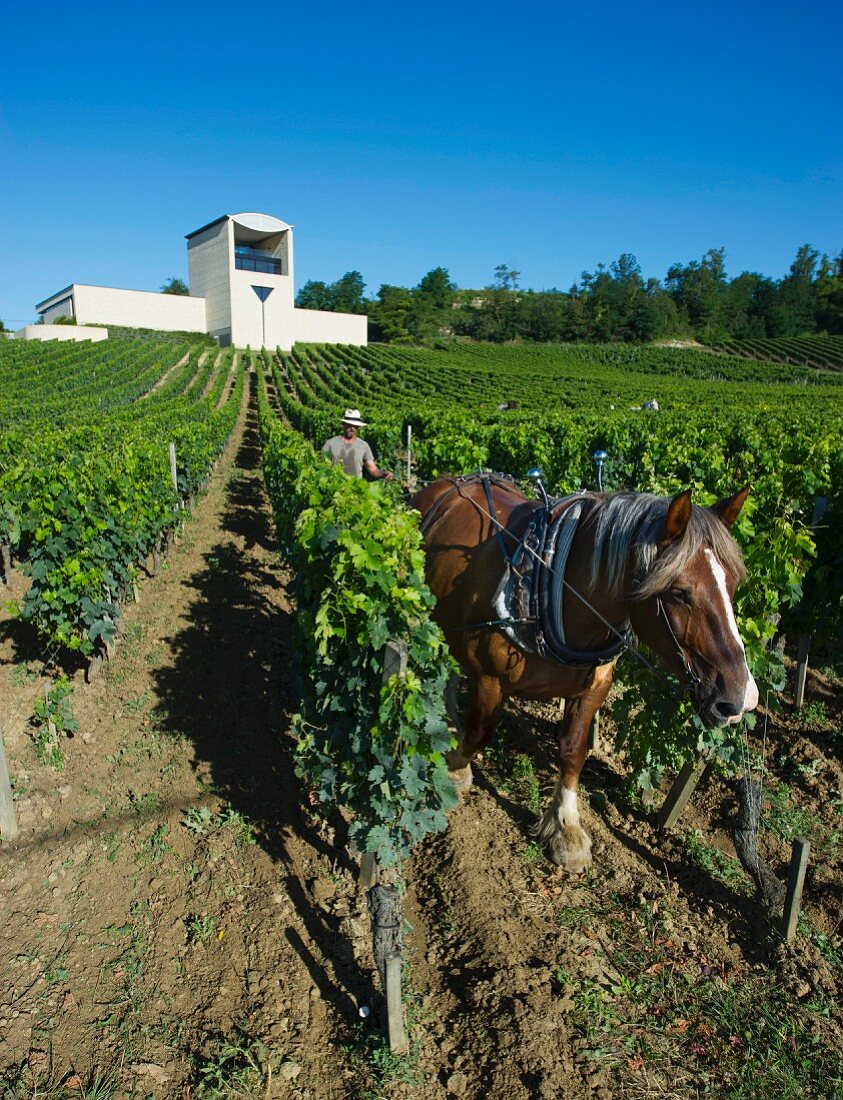 Arbeiter mit Pferd im Weinberg des Château Faugeres (St-Etienne-de-Lisse, Gironde, Frankreich)