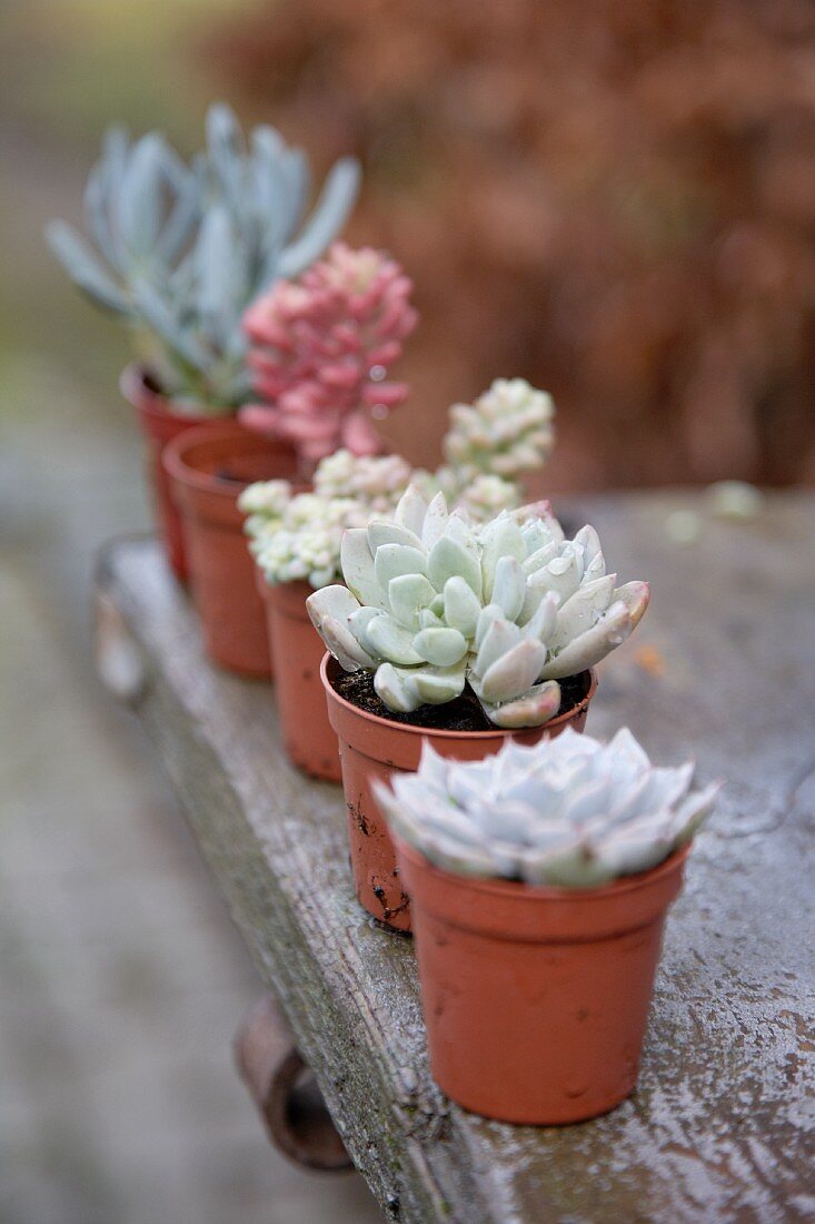 Various potted succulents