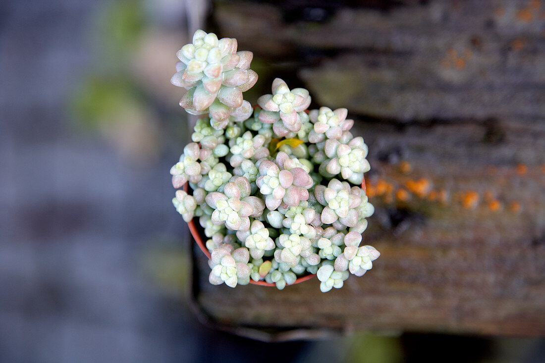 Potted succulent (top view)