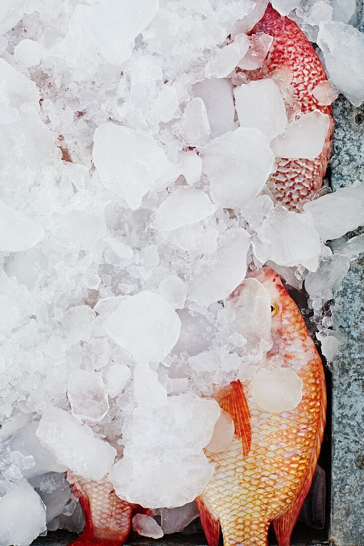Red snapper covered with ice