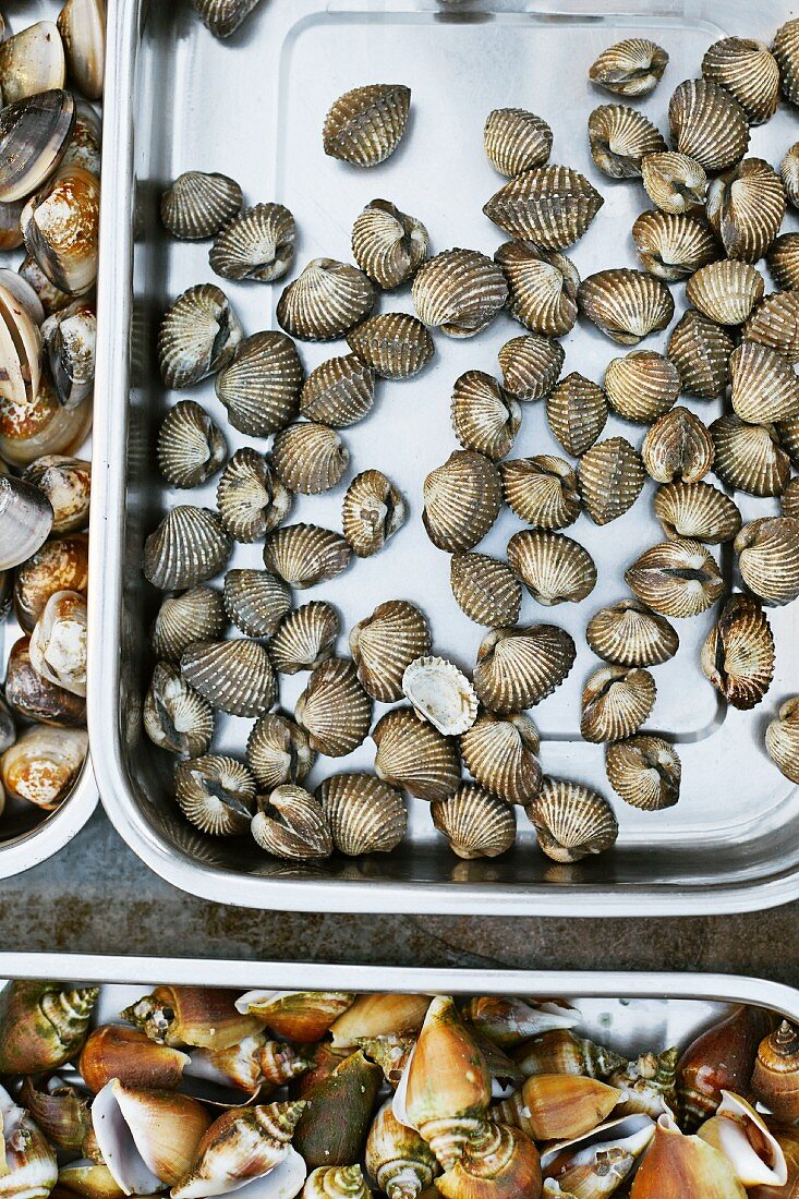 Frische Seeschnecken und Muscheln