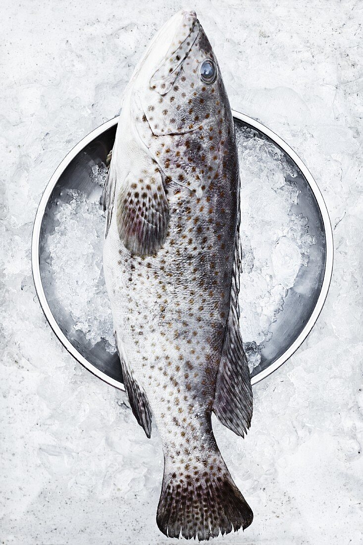 A grouper on ice