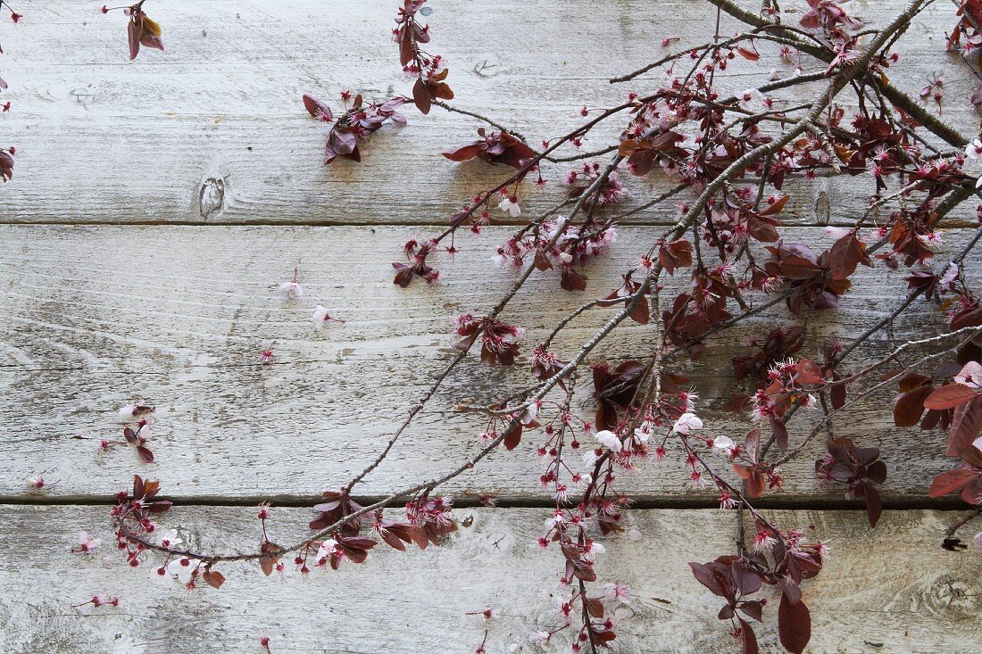 Blossoming twigs on a wooden surface