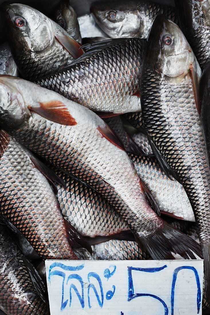 Thailändische Süsswasserfische