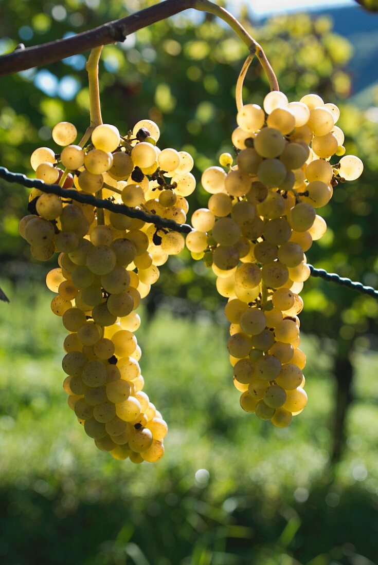 Seyval blanc, white fungi-resistant grapes on a vine