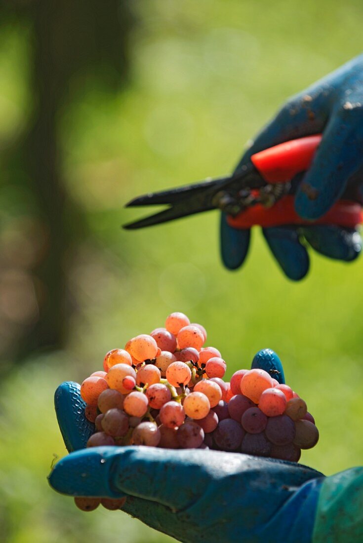 A handful of freshly picked pinot grigio grapes
