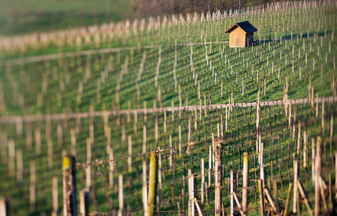A vineyard shed in a sea of pickets (selective focus), Aargau