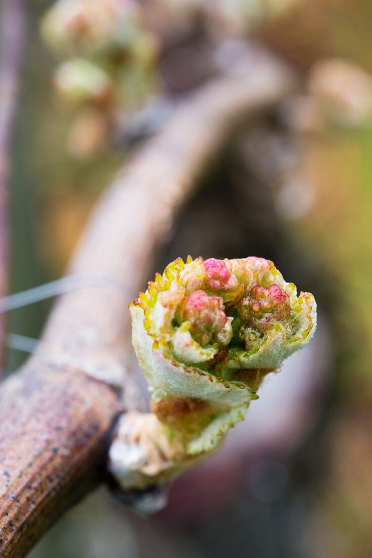 Aus den Augen am Rebstock werden rasch Knospen die sich zu schnellwachsenden Sprossen öffnen, Aargau