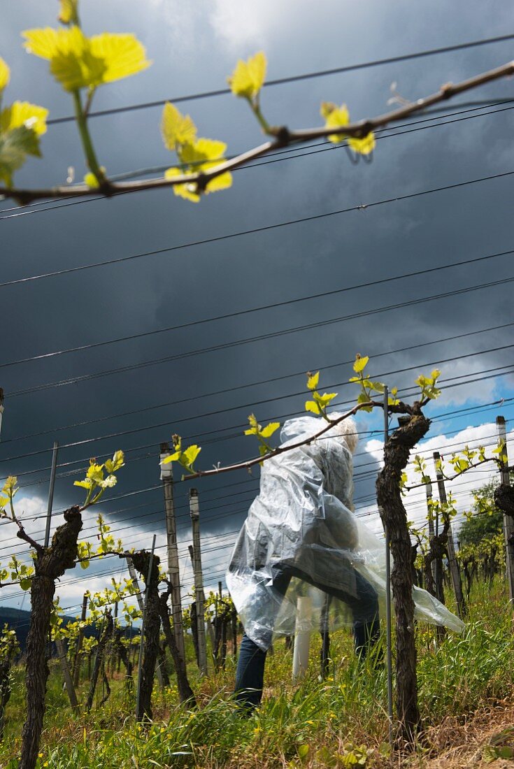 Mann arbeitet im Weinberg, Rebarbeit im Mai, Jungtriebe erlesen und überflüssige ausbrechen, Aargau