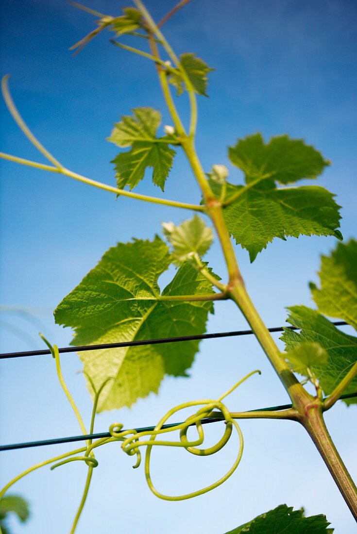 A detailed shot of a young vine