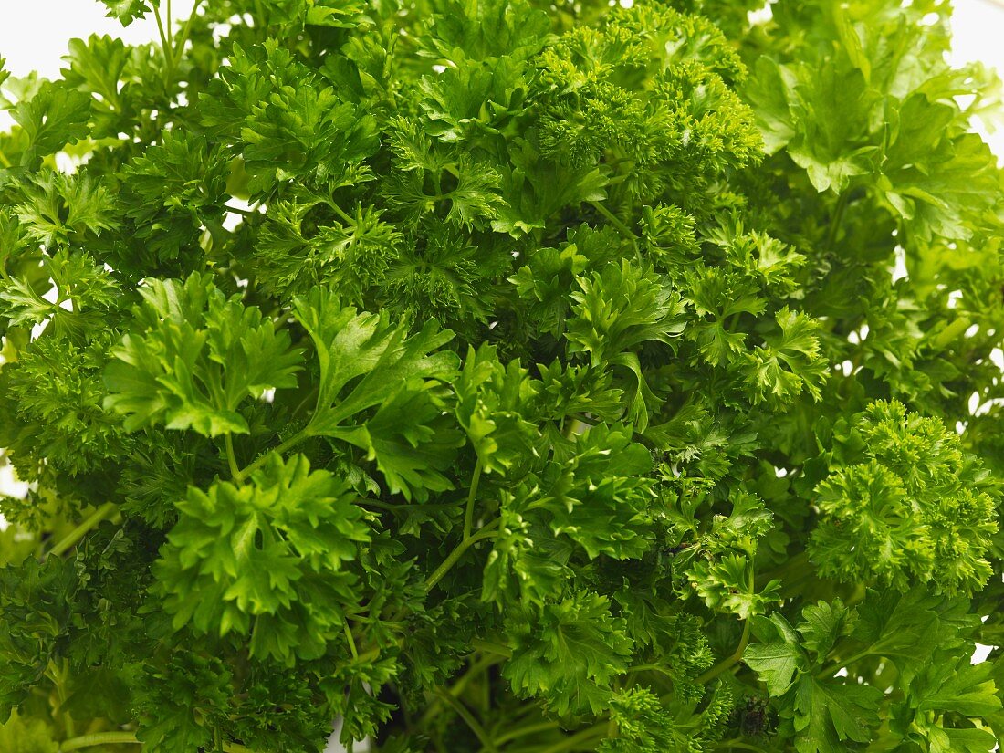 Fresh parsley (close-up)