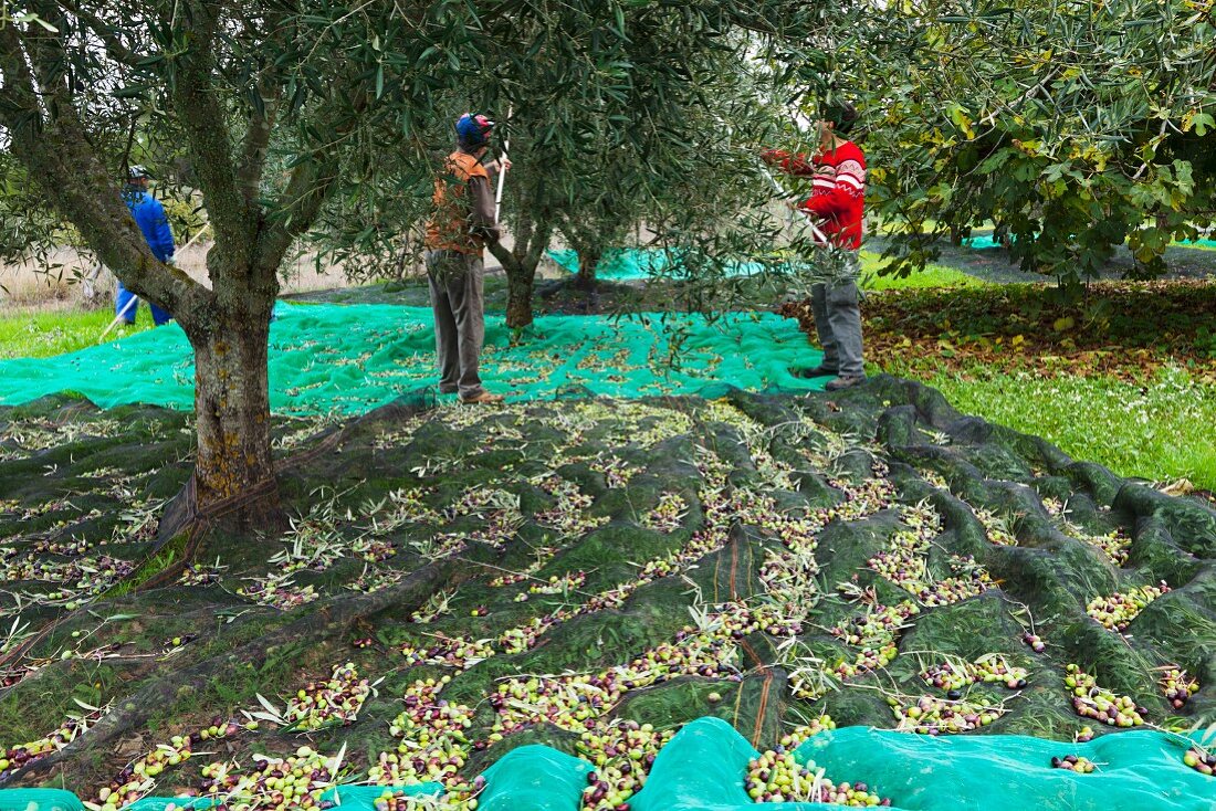 Männer ernten Oliven