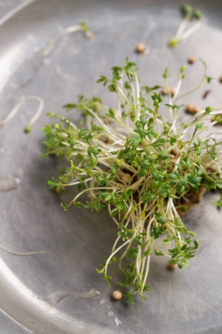 Frische Gartenkresse (Lepidium sativum) und Pfefferkörner