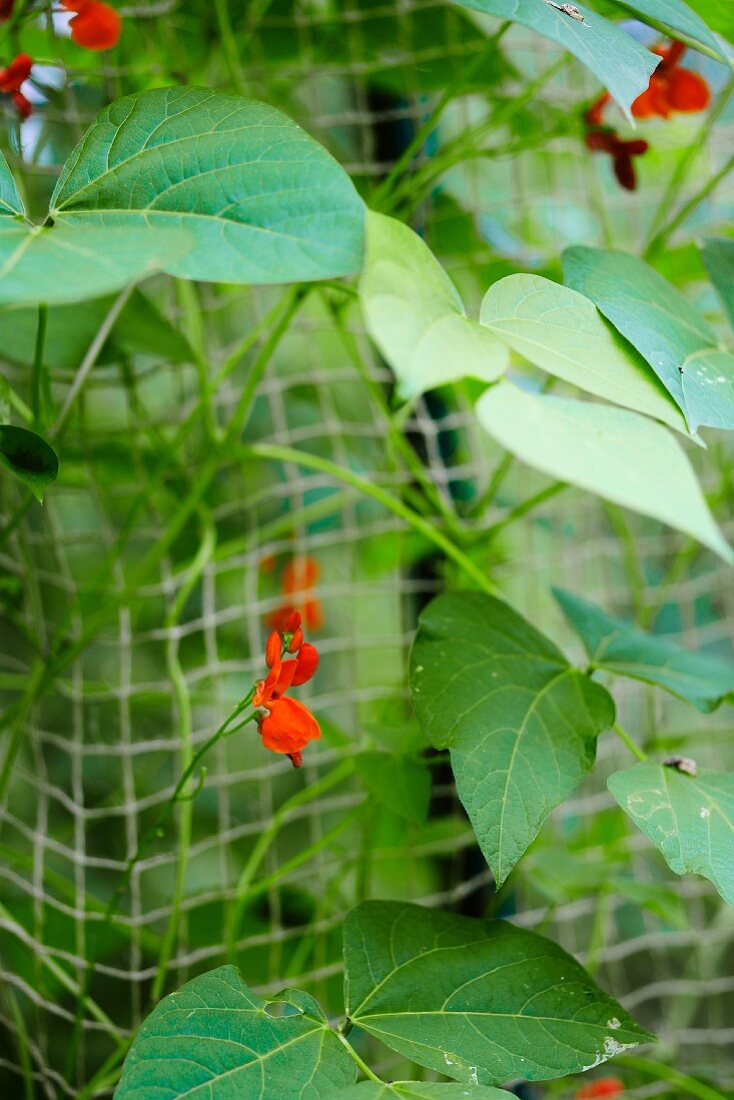 Blühende Bohnenpflanze im Garten