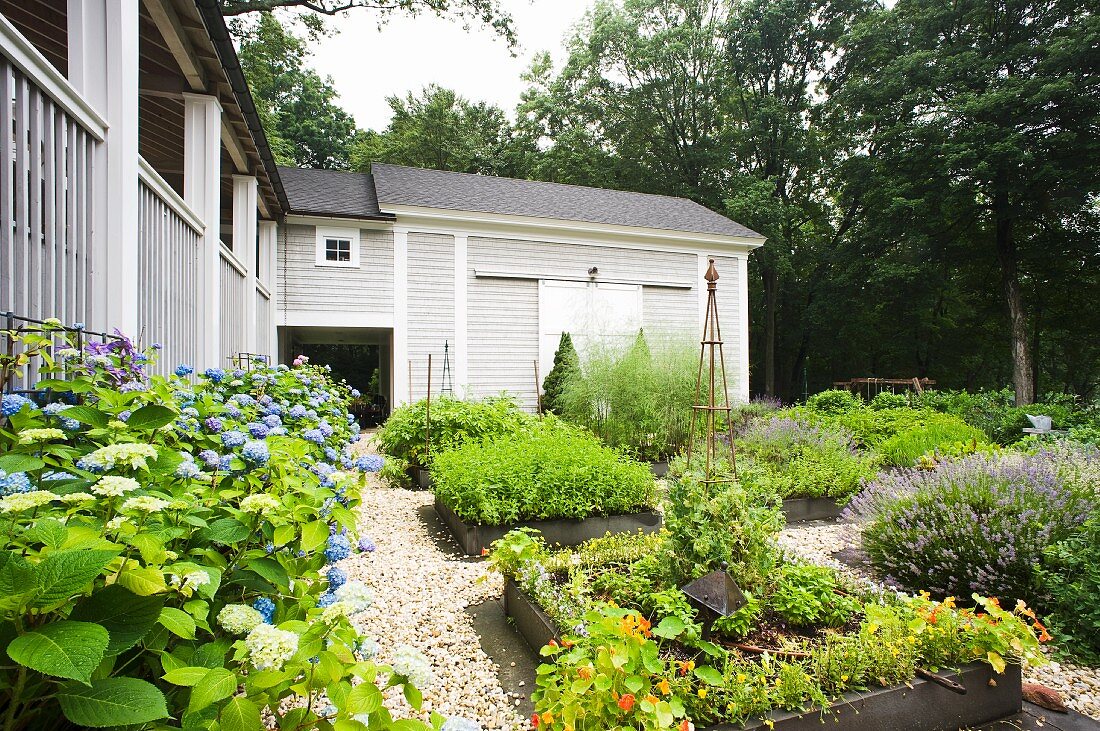 A garden with beds of herbs and hydrangeas